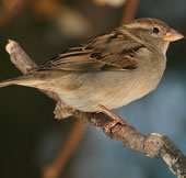Sparrows recognize the pathogen