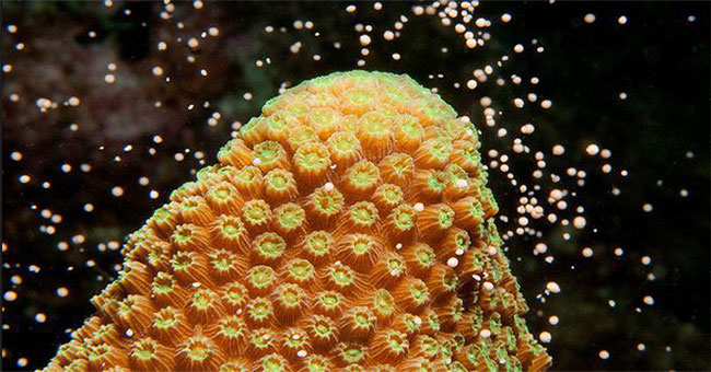 Spawning coral: Great product of nature!