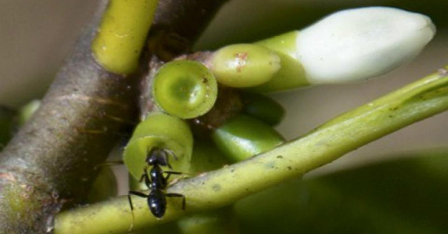 Special ants plant trees to nest on Fiji island