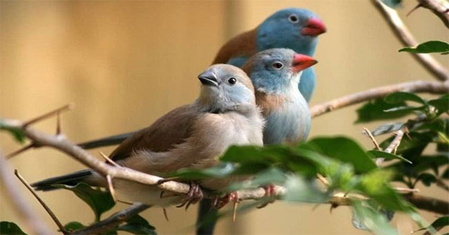 Special communication methods of animals