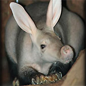 Special 'fossilized' animals