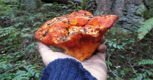 Special mold type capable of turning mushrooms into
