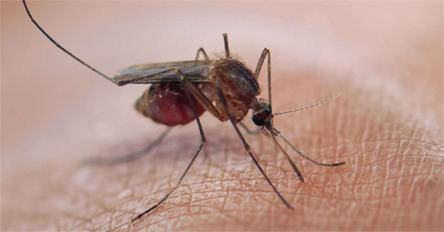 Special mosquito repellent clothing made from graphene metamaterial