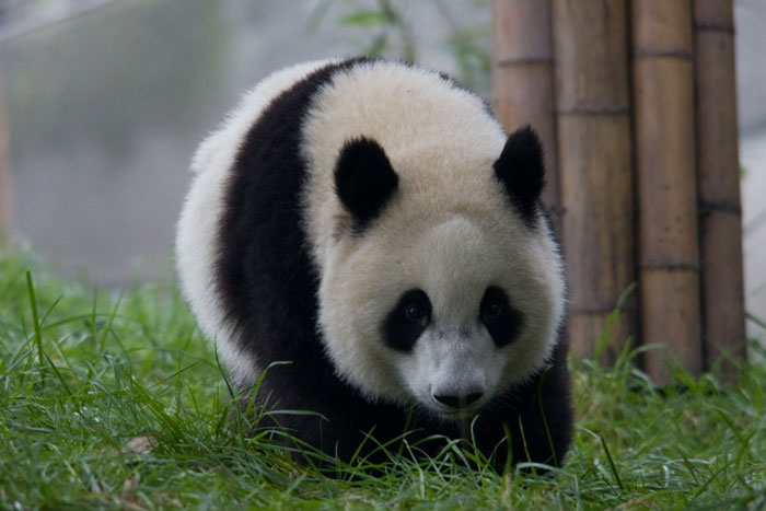 Special sex life of panda
