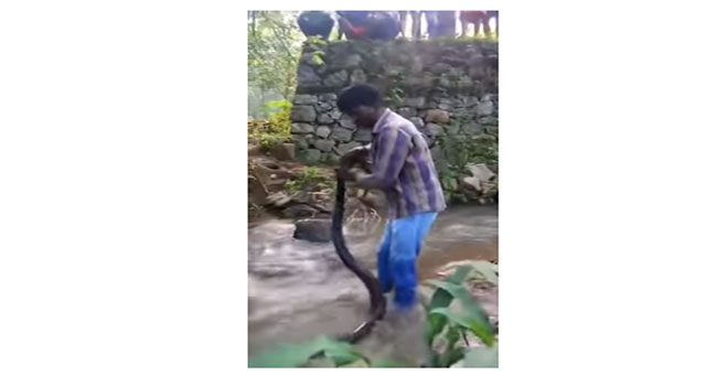 Specialist catches snakes and snakes with the hand of 5 meters long