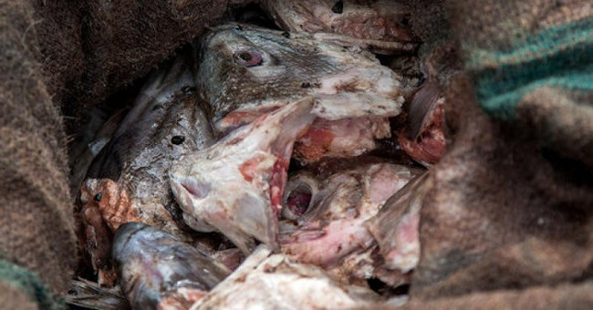 Specialty of rotten fish heads who hardly dares to eat in Alaska