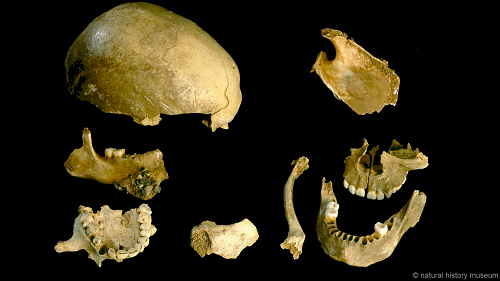 Species ancestors who once eat cannibalism