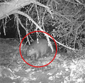 Species extinct 500 years suddenly appeared