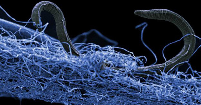 Species hide thousands of years deep in the Earth's heart