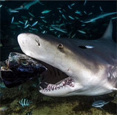 Species 'killer' short nose, specializing in gaping prey on the prey