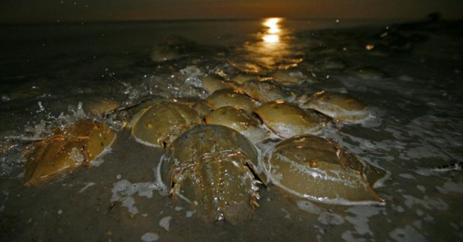 Species 'living fossils' existed since the time of the dinosaurs