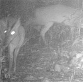 Species of extinct animals suddenly appeared in Thanh Hoa