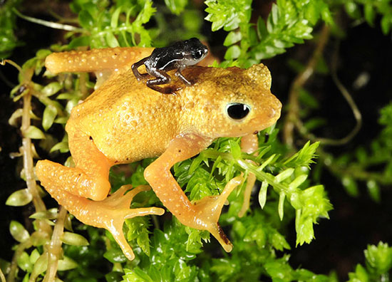 Species of extinct to survive in the laboratory