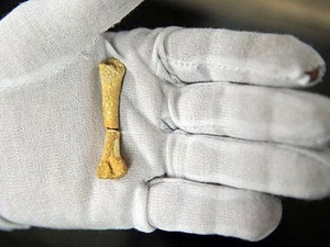 Species settled in the Philippines 67,000 years ago