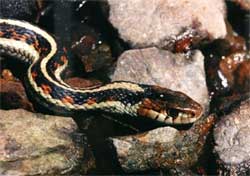 Specific serum saves patients with snake bites