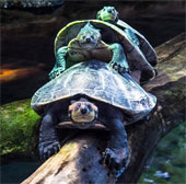 Spectacle of clogged turtles, queuing through strange bridges