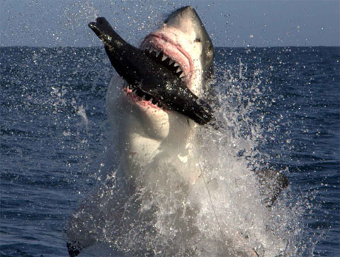 Spectacular acrobatics of ocean assassins