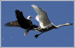 Spectacular aerial battle