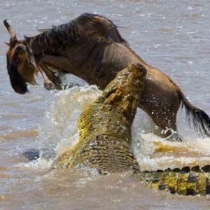 Spectacular jumping antelope escaping crocodile jaws
