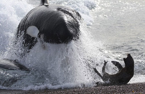Spectacular killer whales hunting