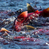 Spectacular migration of red salmon in Canada