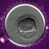 Speed ​​up the process of developing artificial insemination