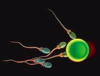 Sperm adventure