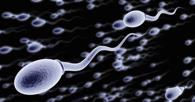 Sperm are produced like?