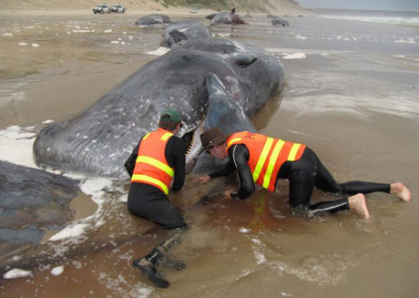 Sperm whales are stranded in Australia