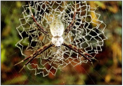 Spider 'artist' traps prey with light