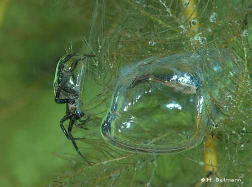 Spider breaths with air bubbles