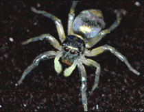 Spider confessed with ... ultraviolet rays