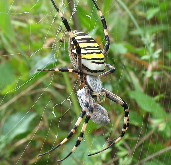 Spider eating mates is a reason