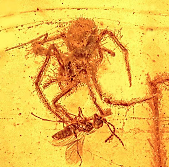 Spider fossils attack hornets