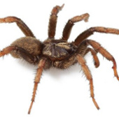 Spider is named after the US president