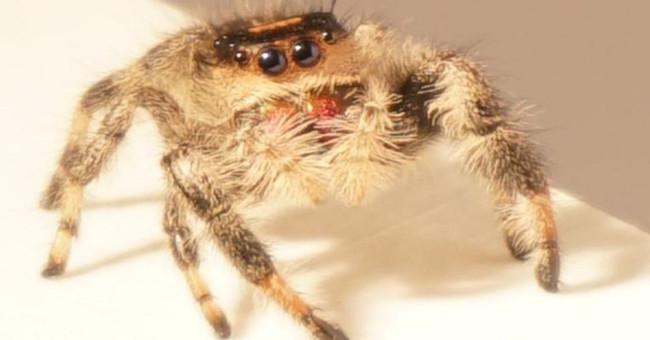 Spider jumps and secretes