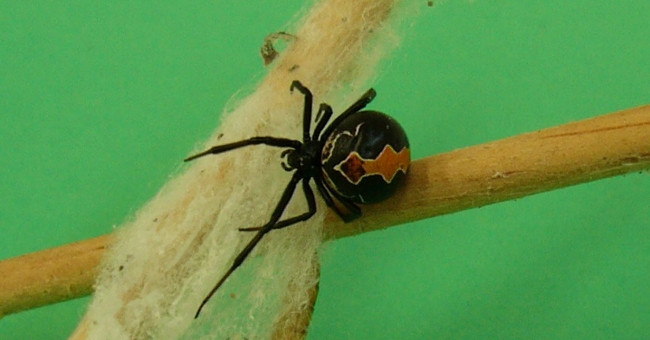 Spider poison Katipo - one of the world's most exclusive spiders