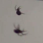 Spider rain in Brazil