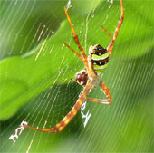 Spider silk can transmit sound waves very well