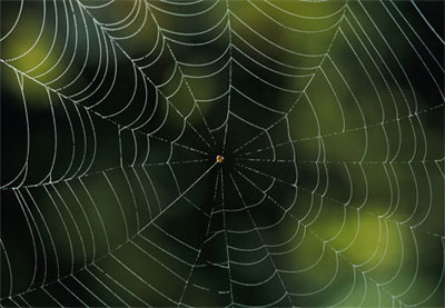 Spider silk may have springs or rubber properties