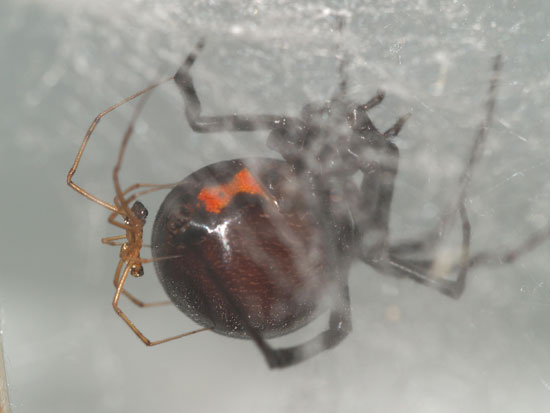 Spider 'sniffs' to identify 'safe' partner