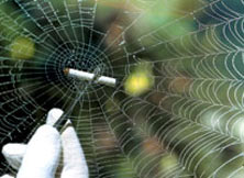 Spider textile ... information technology