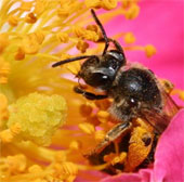 Spider venom can become the savior of bees