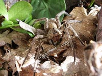 Spider venom - Natural Viagra