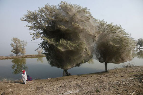'Spider web' in Pakistan