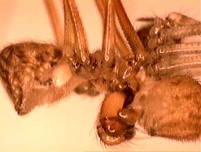 Spiders also groan when they do it.