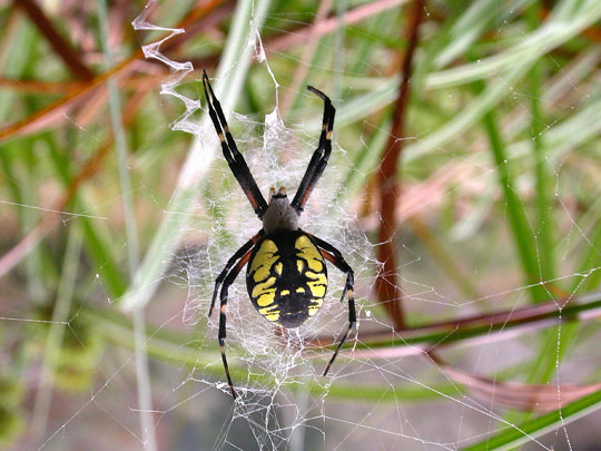Spiders also like 'virgin'