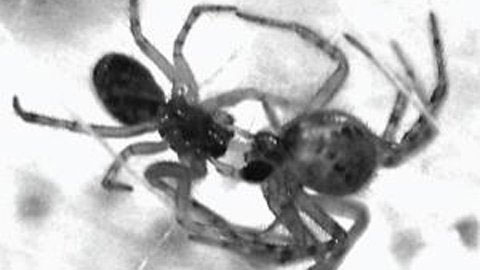 Spiders also practice