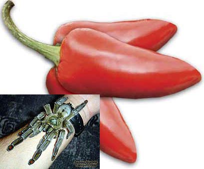 Spiders and peppers also have something in common