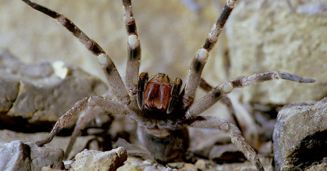 Spiders are capable of causing the victim to
